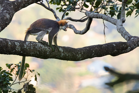 Udzungwa Red Colobus / Udzungwa rode franjeaap - Udzungwa National Park