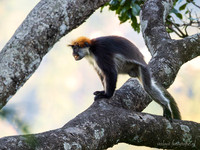 Udzungwa Red Colobus / Udzungwa rode franjeaap - Udzungwa National Park