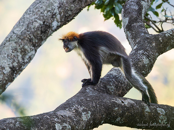 Udzungwa Red Colobus / Udzungwa rode franjeaap - Udzungwa National Park