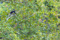 Udzungwa Red Colobus / Udzungwa rode franjeaap - Udzungwa National Park