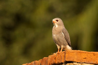 Lizard Buzzard / Hagedisbuizerd