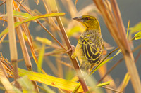 Village Weaver / Grote Textorwever