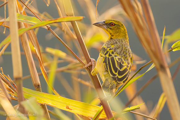 Village Weaver / Grote Textorwever - Udzungwa National Park