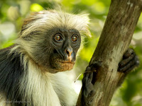 Zanzibar Red colobus / Zanzibarfranjeaap - Jozani Chwake Bay National Park, Zanzibar