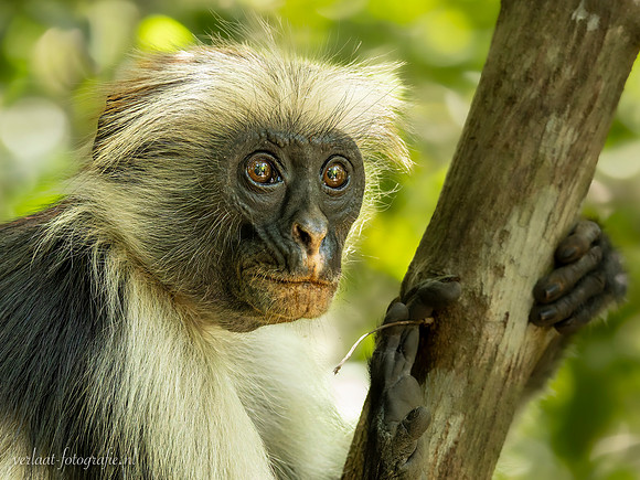 Zanzibar Red colobus / Zanzibarfranjeaap - Jozani Chwake Bay National Park, Zanzibar