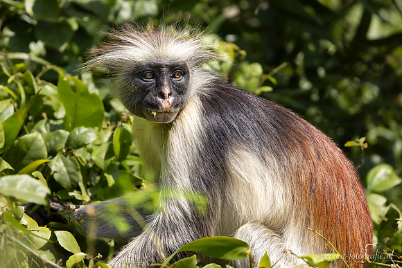 Zanzibar Red colobus / Zanzibarfranjeaap - Jozani Chwake Bay National Park, Zanzibar