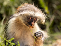 Zanzibar Red colobus / Zanzibarfranjeaap - Jozani Chwake Bay National Park, Zanzibar