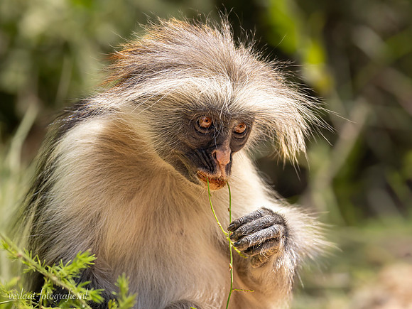 Zanzibar Red colobus / Zanzibarfranjeaap - Jozani Chwake Bay National Park, Zanzibar