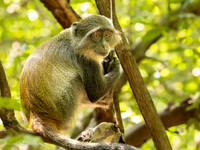 Zanzibar Red colobus / Zanzibarfranjeaap - Jozani Chwake Bay National Park, Zanzibar