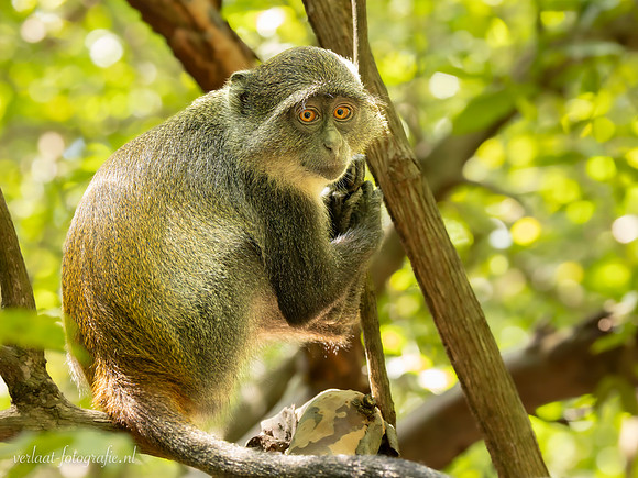 Zanzibar Red colobus / Zanzibarfranjeaap - Jozani Chwake Bay National Park, Zanzibar