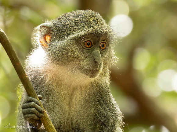 Zanzibar Red colobus / Zanzibarfranjeaap - Jozani Chwake Bay National Park, Zanzibar