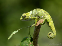Camaleon / Kameleon
