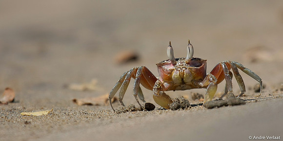 Scuttling Crab - Tamarindo, Costa Rica
