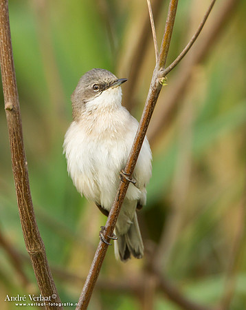 Braamsluiper / Lesser Whitethroat - Lesvos