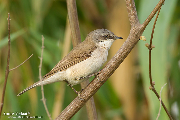Braamsluiper / Lesser Whitethroat - Lesvos