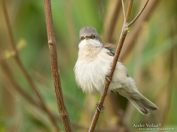 Braamsluiper / Lesser Whitethroat - Lesvos