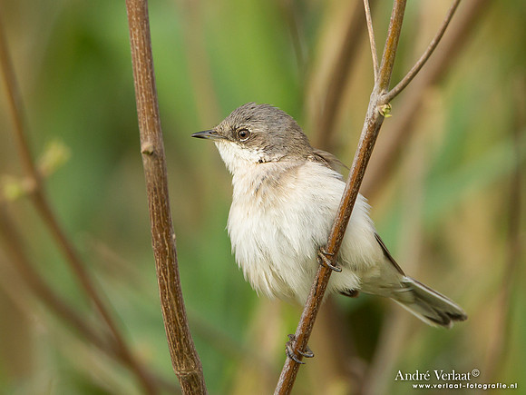 Braamsluiper / Lesser Whitethroat - Lesvos