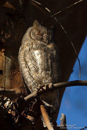 Dwergooruil / Scops-Owl - Lesvos