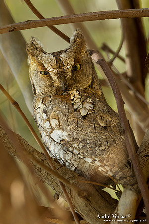 Dwergooruil / Scops-Owl - Lesvos