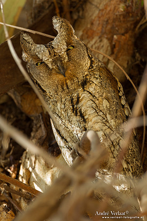 Dwergooruil / Scops-Owl - Lesvos