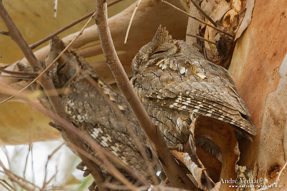 Dwergooruil / Scops-Owl - Lesvos
