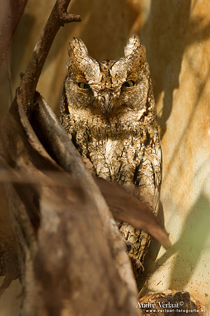Dwergooruil / Scops-Owl - Lesvos