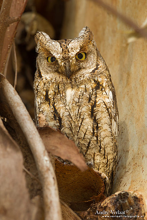 Dwergooruil - Scops-Owl - Lesvos-5