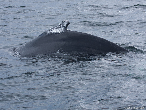 Bultrug / Humpback Whale - Cape Cod, USA