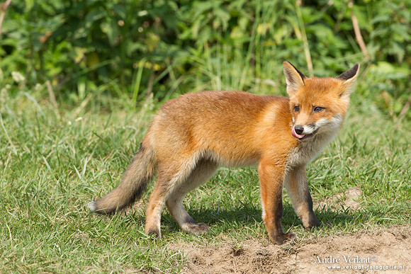 Vos / Red Fox - Zoetermeer