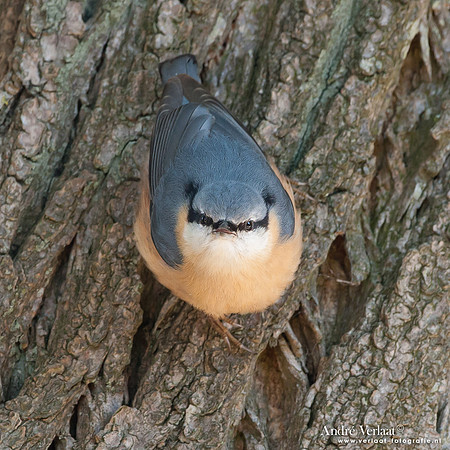Boomklever / Nuthatch - Enkhuizen