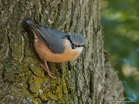 Boomklever / Nuthatch - Enkhuizen