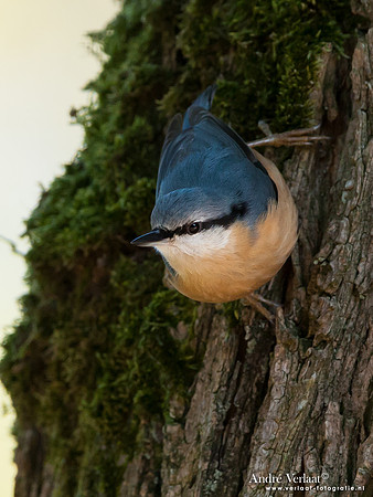 Boomklever / Nuthatch - Enkhuizen