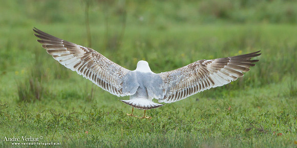 Geelpootmeeuw / Yellow-legged Gull - Lesvos