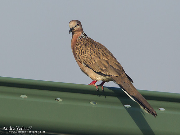Parelhalstortel / Spotted Dove - Fraser Island