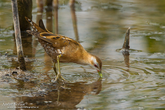 Klein Waterhoen / Little Crake - Lesvos