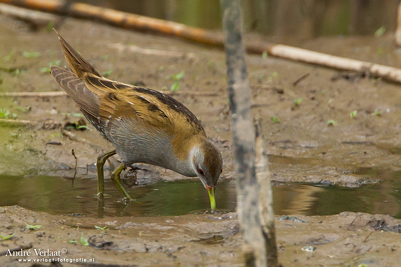 Klein Waterhoen / Little Crake - Lesvos