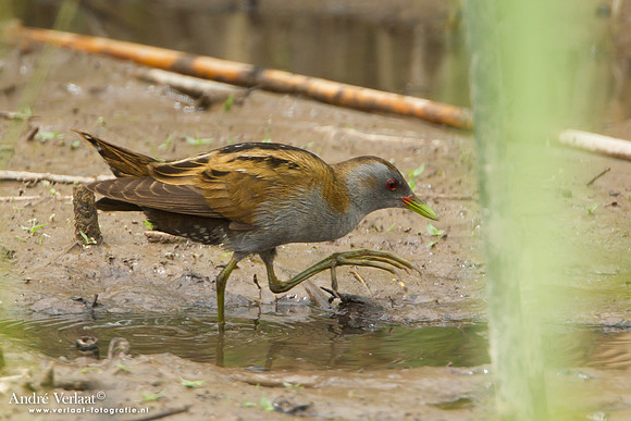 Klein Waterhoen / Little Crake - Lesvos