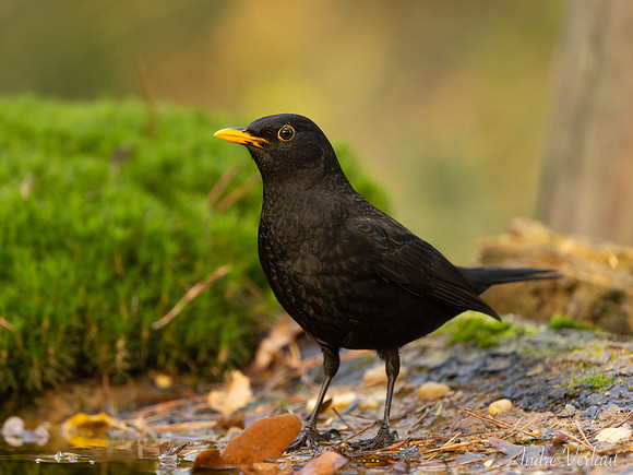 Merel / Blackbird - Zuurberg