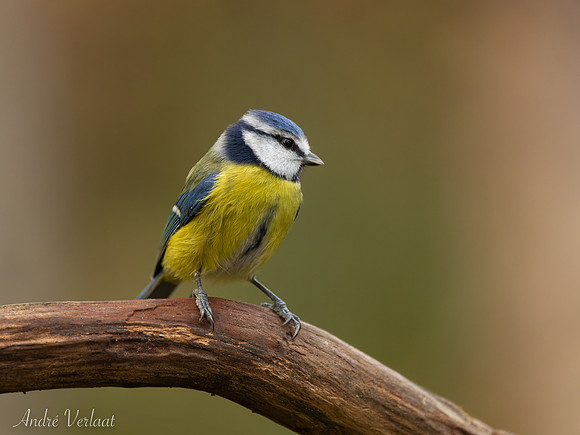 Pimpelmees / Blue Tit - Zuurberg