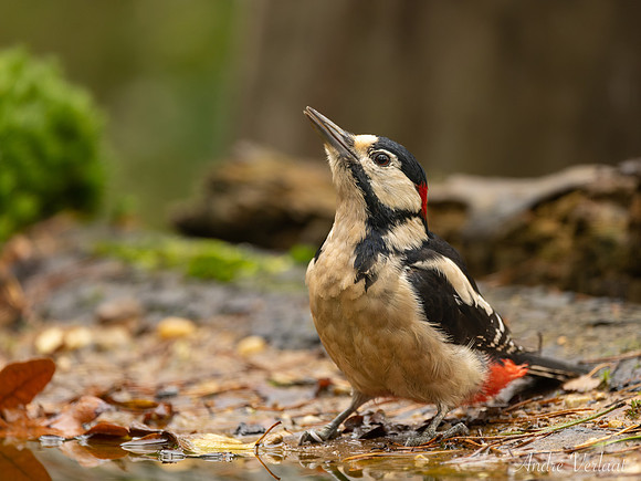 Grote Bonte Specht / Great Spotted Woodpecker - Zuurberg