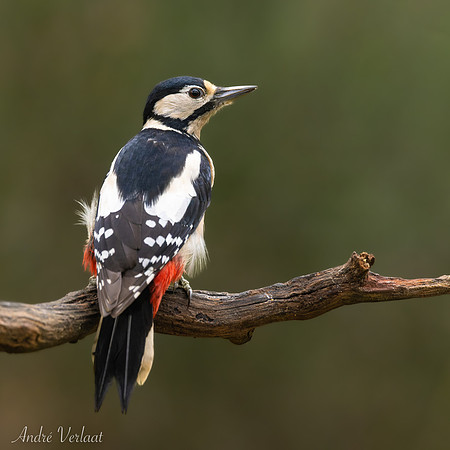 Grote Bonte Specht / Great Spotted Woodpecker - Zuurberg