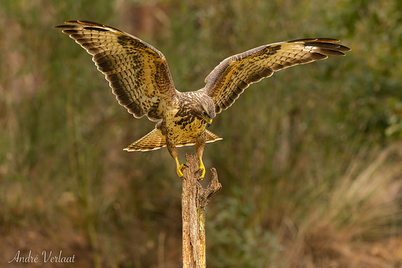 Buizerd / Buzzard - Zuurberg