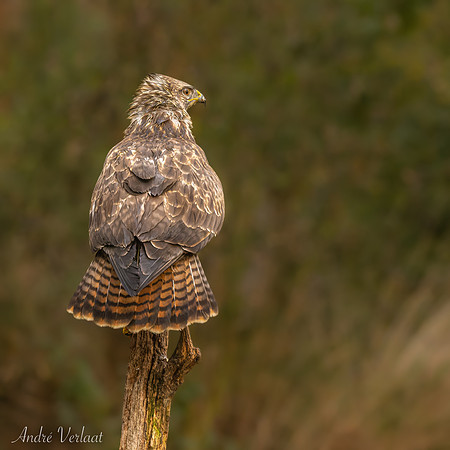 Buizerd / Buzzard - Zuurberg