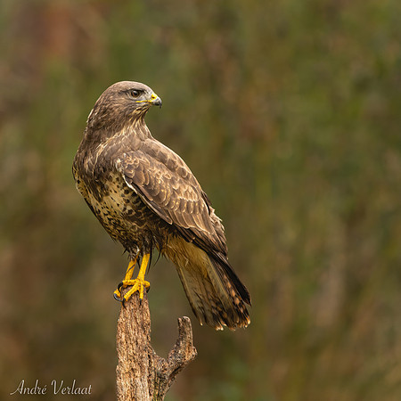 Buizerd / Buzzard - Zuurberg