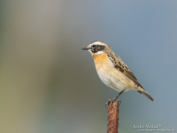 Paapje / Whinchat - Lesvos