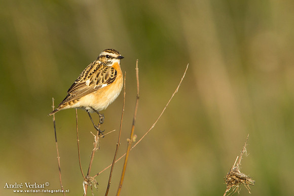 Paapje / Whinchat - Lesvos