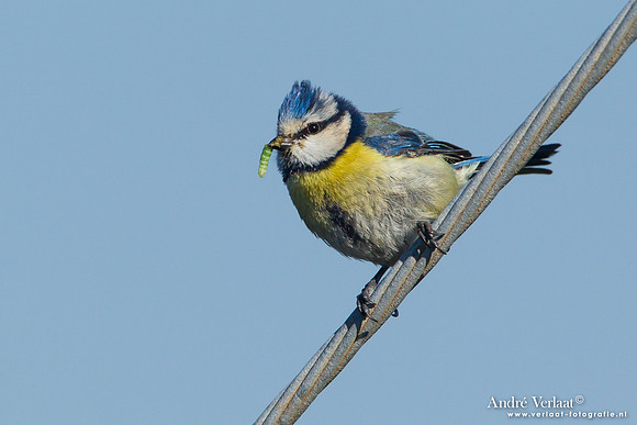 Pimpelmees / Blue Tit - Lesvos