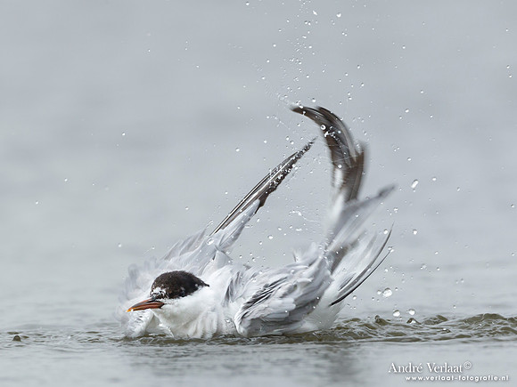 Visdief / Common Tern - Den Helder