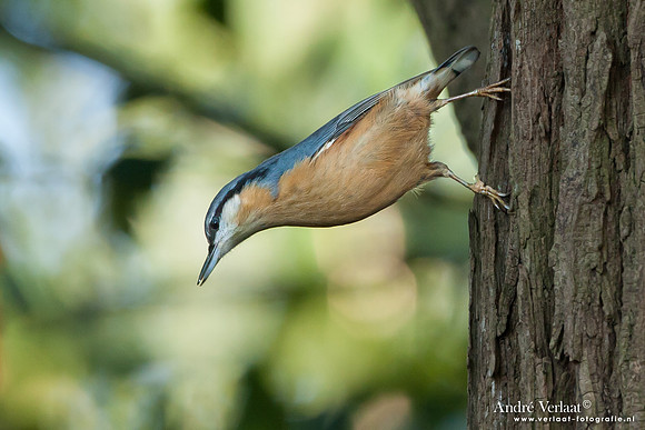 Boomklever / Nuthatch - Enkhuizen