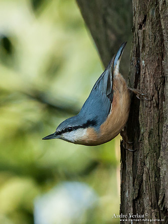 Boomklever / Nuthatch - Enkhuizen